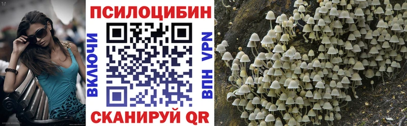 Псилоцибиновые грибы Psilocybe Кочубеевское